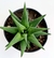 HAWORTHIA ATTENUATA - comprar online