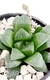 HAWORTHIA RETUSA - comprar online