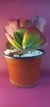 KALANCHOE LUCIAE GRANDE - comprar online