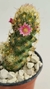 MAMMILLARIA ELONGATA FLOR ROSA - comprar online