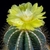 PARODIA MAGNIFICA O NOTOCACTUS MAGNIFICUS