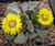 TITANOPSIS CALCAREA FULERII