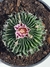 STENOCACTUS - comprar online