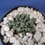 TITANOPSIS CALCAREA FULERII - comprar online