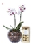 Orquídea Phalianopoles Aquário de Vidro