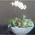Orquídea Phalianopoles Branca Vaso de Cimento