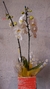 Orquídea Phalianopoles Cachepo de Madeira