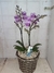 Mini orquídea - comprar online
