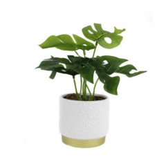 Maceta Ceramica con Planta