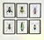 (MG) Seis láminas insectos enmarcadas / 40 x 30