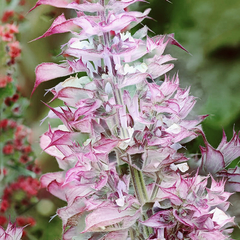 Amaro o Salvia Sclarea