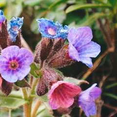 Pulmonaria 100gr