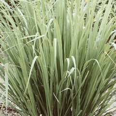 LEMONGRASS