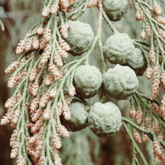 Cedro Chino