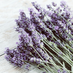 Lavanda Espliego