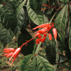 Cuassia Amarga 100gr