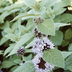 Menta Arvensis