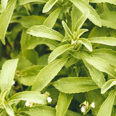 Yerba dulce (Stevia) 100 gr