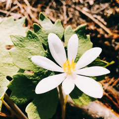 Sanguinaria 100gr