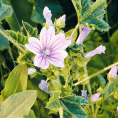 Malva Hojas 100gr