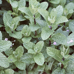 Menta Spearmint