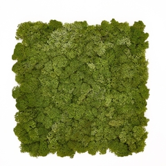Medium Green - 1st Moss