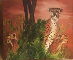 CHEETAS EN QUIETUD