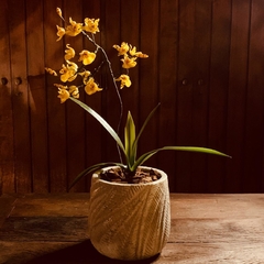 ORQUÍDEA DE SABONETE ONCIDIUM (SOMENTE SOB ENCOMENDA)