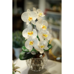 ORQUÍDEA PHALAENOPSIS DE SABONETE (SOB ENCOMENDA) - comprar online