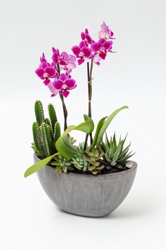 Vaso de Orquídea grande com Suculentas