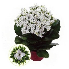 Vasinho de Kalanchoe Branco - comprar online