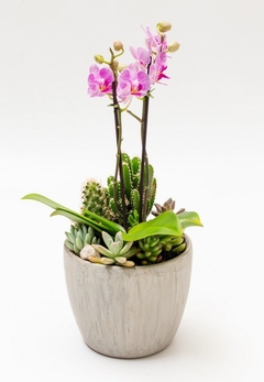 Vaso de Orquídea grande com Suculentas - comprar online