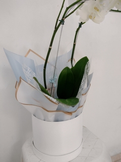 Vaso de Orquídea com caixa - comprar online