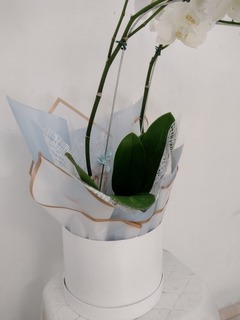 Vaso de Orquídea com caixa na internet