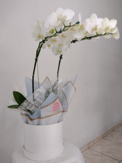 Vaso de Orquídea com caixa - comprar online