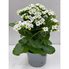 Vasinho de Kalanchoe Branco na internet