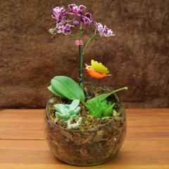 Vaso de Orquidea pequena com Suculentas