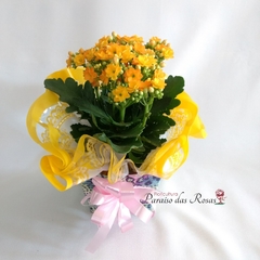 Vasinho de Kalanchoe Amarelo - comprar online