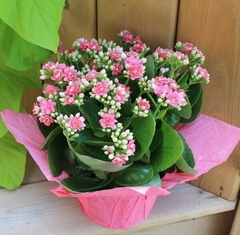 Vasinho de Kalanchoe Rosa - comprar online