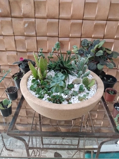 Terrário de Suculentas Naturais