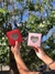 Mini corazones rosa(10x10x5 cm) en internet