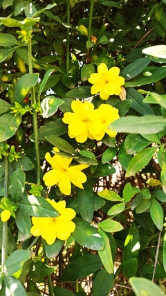 Tocado jazmín amarillo - Al cubo Joyas