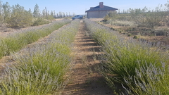 Lavanda orgánica en internet