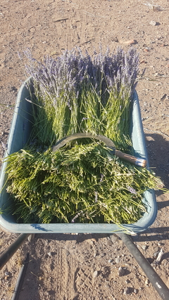 Lavanda orgánica - LoMiro