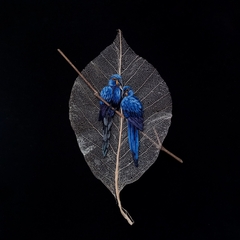 arara-azul | moldura 18x18cm