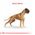 Royal Canin Alimento Seco para Perro Boxer Adult | 12 kg - tienda online