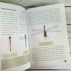 INSECTOS VOLADORES - Himawari kids