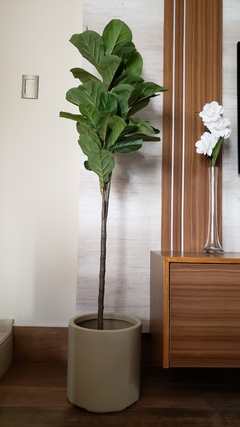 Planta pandurata 1.50m - comprar online