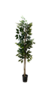 Árbol Ficus 1.50m en internet