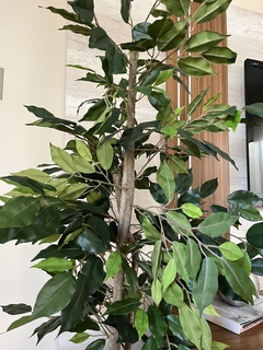 Árbol ficus - 1.50m - comprar online